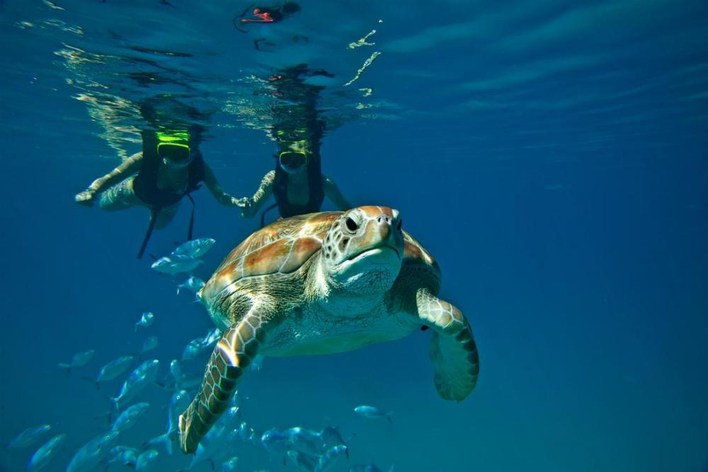 Swim with Turtles Akumal Swim with Turtles Akumal