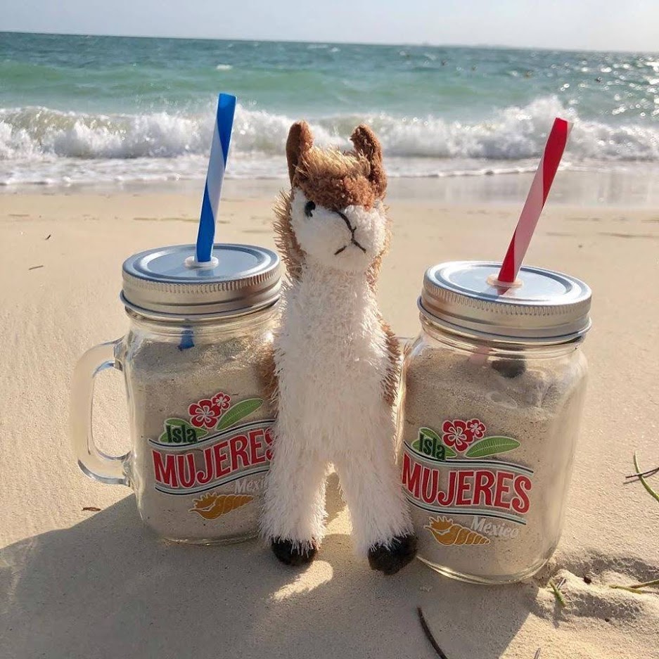 Alpaca Isla Mujeres Drinks Isla Mujeres All Inclusive Resort Vacation