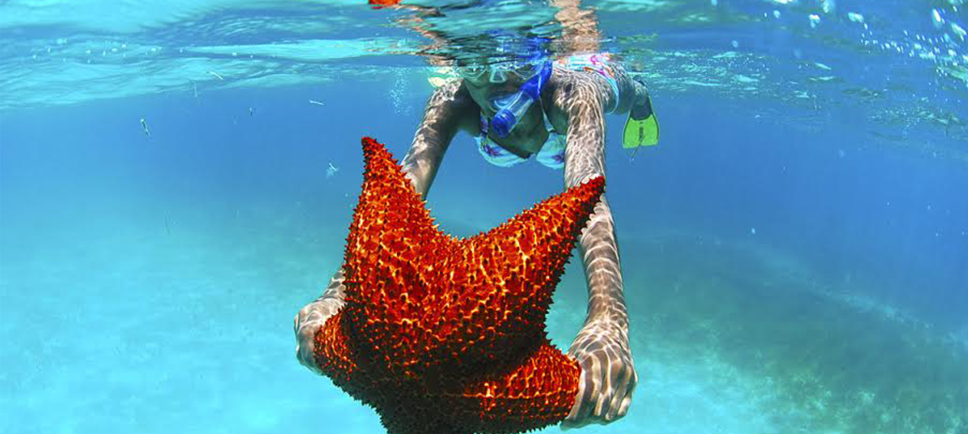 Snorkel Saona Island Starfish snorkel Saona Island Dominican Republic
